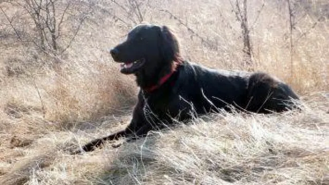 Bild: Dogxaid sucht neues Zuhause für jungen Blindenführhund a.D.