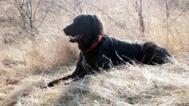 Bild: Dogxaid sucht neues Zuhause für jungen Blindenführhund a.D.