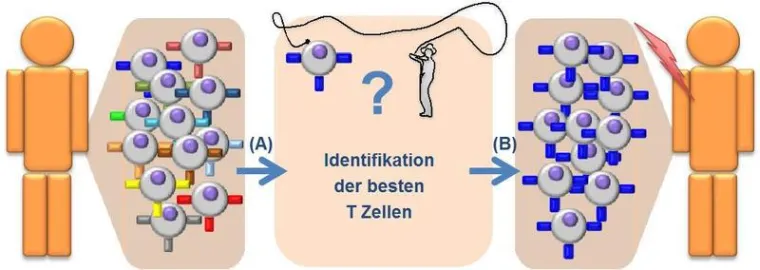 Bild: Auf der Suche nach den Besten: Neue Methode zur Identifikation von krebsbekämpfenden Immunzellen