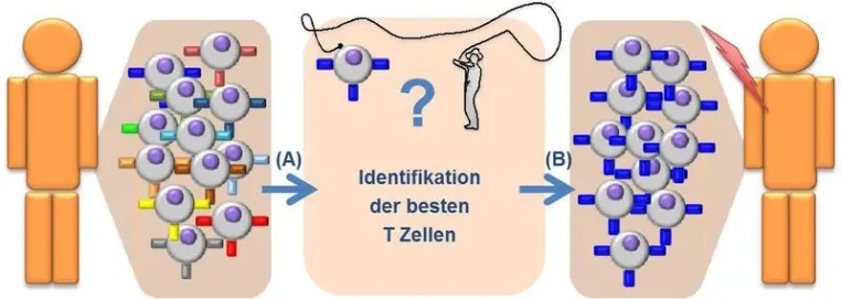 Bild: Auf der Suche nach den Besten: Neue Methode zur Identifikation von krebsbekämpfenden Immunzellen