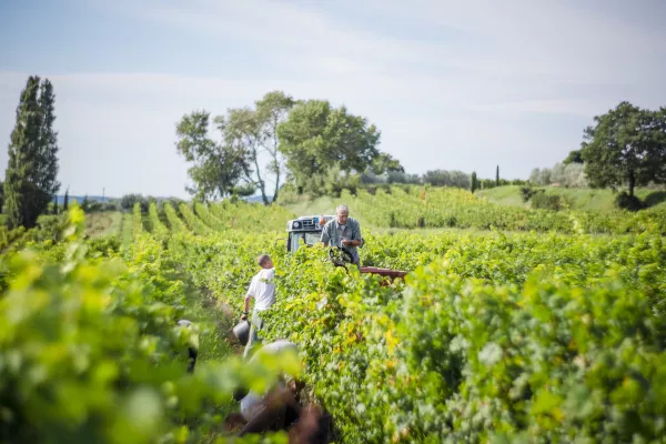 Bild: Ernte 2020 im Rhône-Tal: Ein früher und qualitativ  hochwertiger Jahrgang