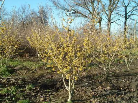 Bild: Ein wunderschöner Garten im Winter - Winter-Blüher sorgen für Farbe im Januar
