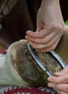 Bild: Hufbeschlagsgesetz verfassungswidrig