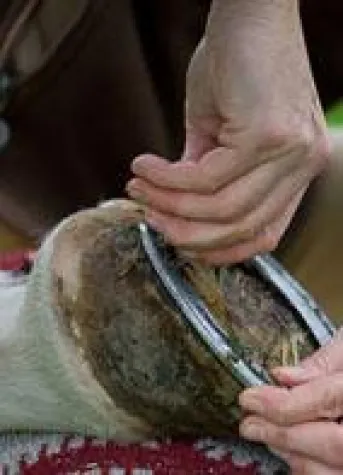 Hufbeschlagsgesetz verfassungswidrig Bild: Hufbeschlagsgesetz verfassungswidrig