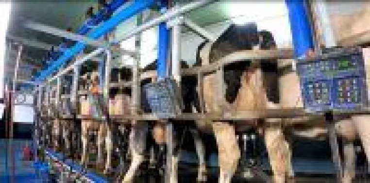 Bild: Nach Aufdeckung von Tierquälerei in Milchbetrieb bei Flensburg: