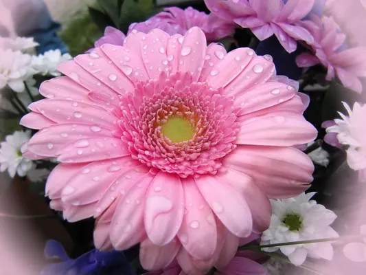 Bild: Einmal Blumen, bitte