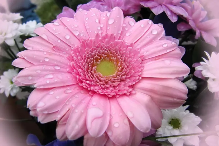 Bild: Einmal Blumen, bitte