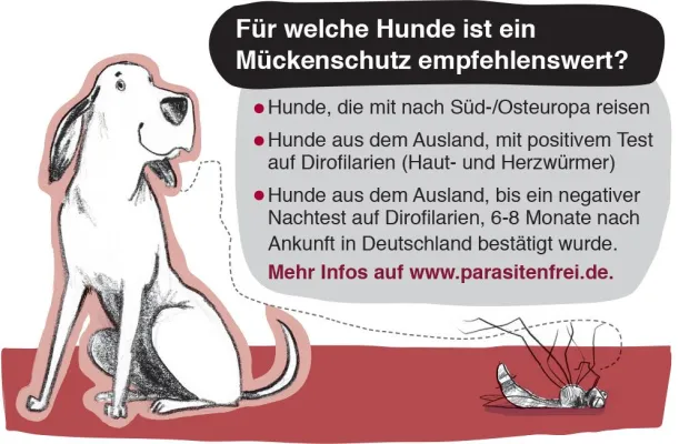 Bild: Für welche Hunde ist ein Mückenschutz empfehlenswert?
