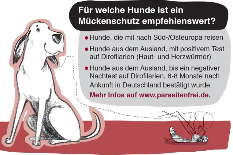 Für welche Hunde ist ein Mückenschutz empfehlenswert? Bild: Für welche Hunde ist ein Mückenschutz empfehlenswert?