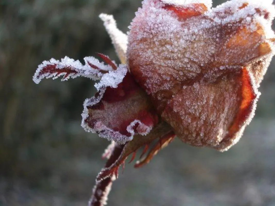 Winterliche Rose im Schlosspark von Zeilitzheim