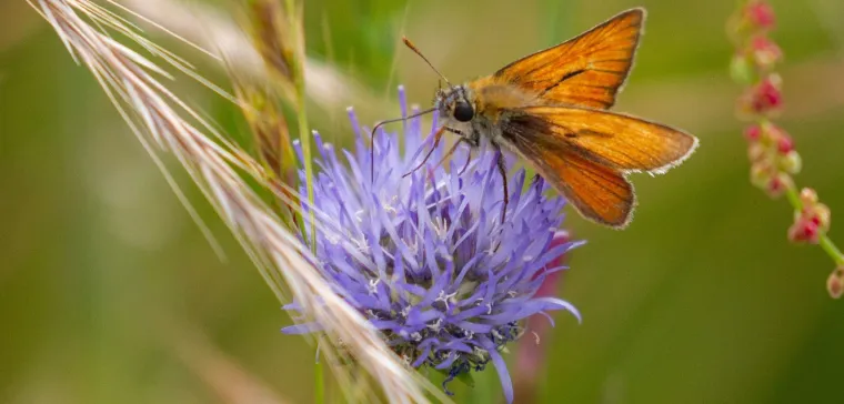 Arten-Olympiade 2025 – Länderübergreifende Challenge in Deutschland, Österreich und der Schweiz Bild: Arten-Olympiade 2025 – Länderübergreifende Challenge in Deutschland, Österreich und der Schweiz