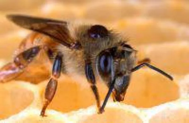 Bild: An Fliegengitter denken