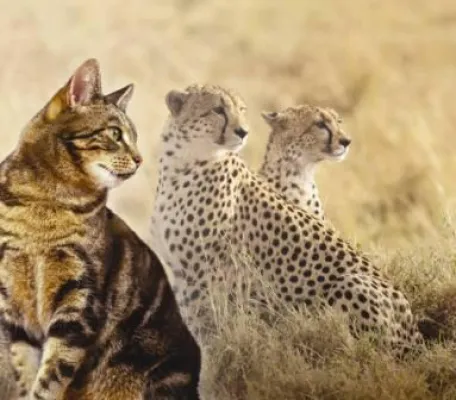 Bild: Würde eine Katze Jagd auf Gemüse machen?