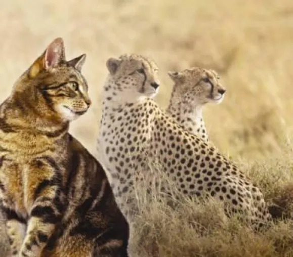Würde eine Katze Jagd auf Gemüse machen? Bild: Würde eine Katze Jagd auf Gemüse machen?