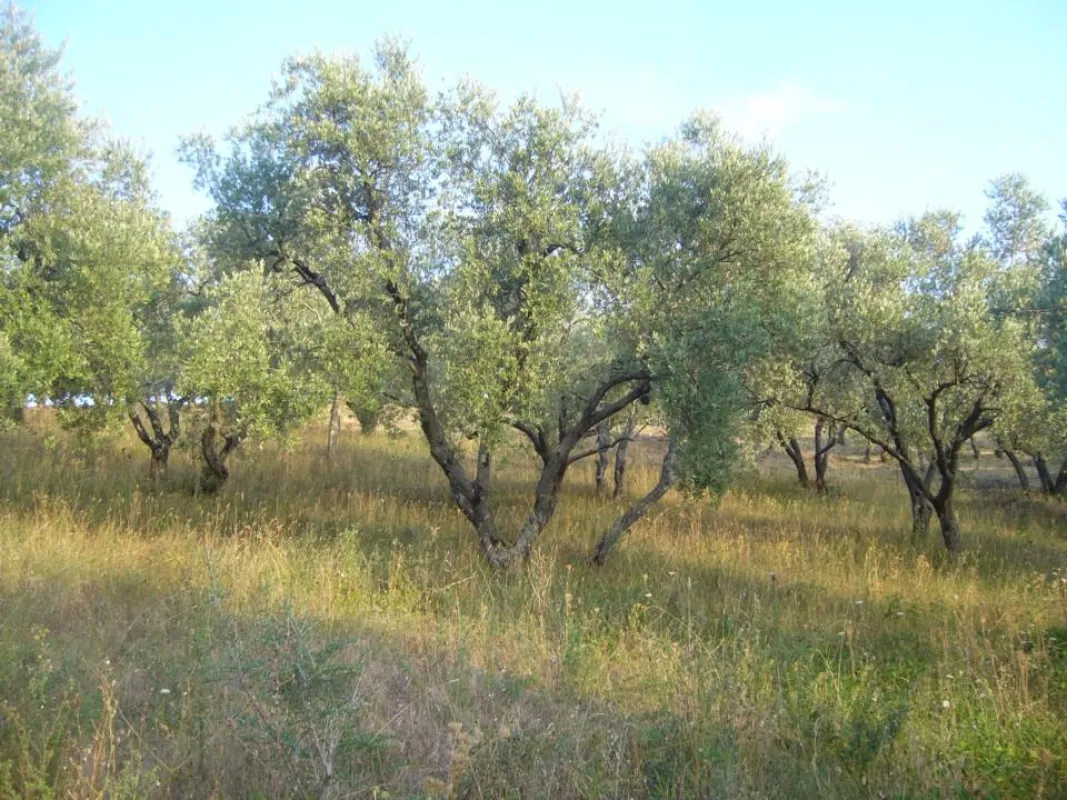 Traditionell bewirtschafteter Olivenhain in La Rogaia
