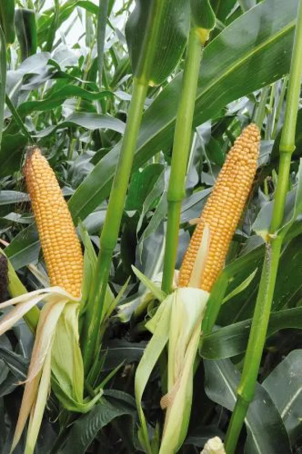 Belegte Spitzenplatz bei den bayerischen LSV-Ergebnissen im Bereich Biogas: Die Sorte aga2030.