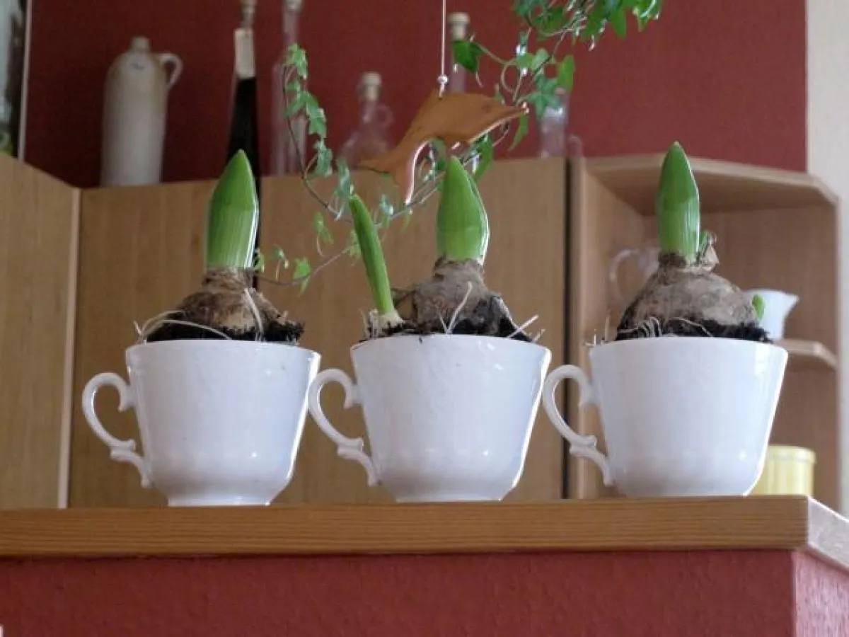 Alte Tassen zu Blumentöpfen umfunktionieren
