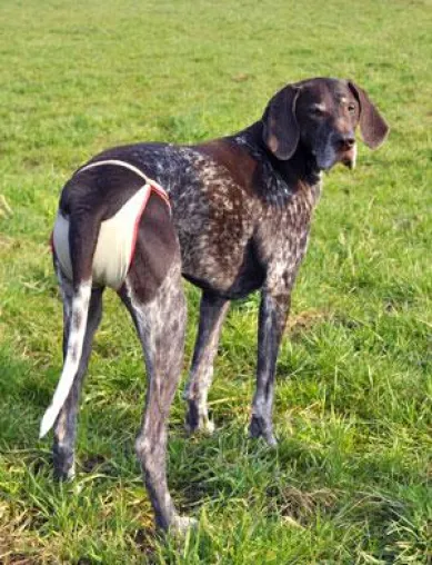 Waschbare Hundewindeln: die Lösung bei Läufigkeit von Hündinnen Bild: Waschbare Hundewindeln: die Lösung bei Läufigkeit von Hündinnen