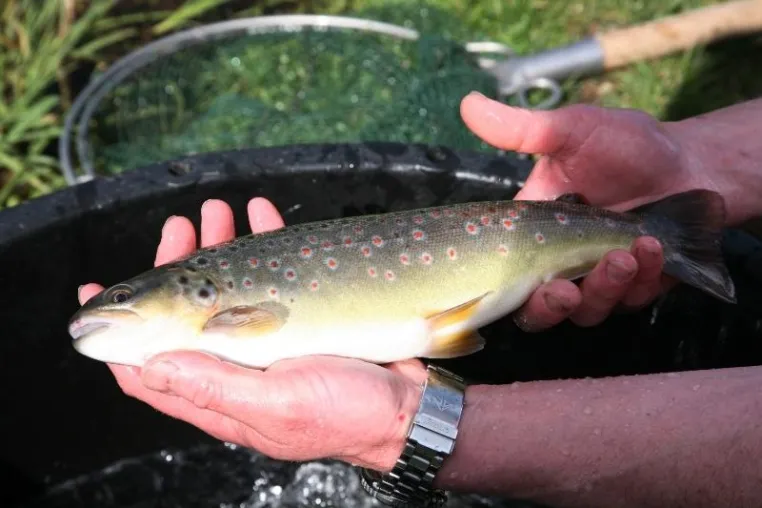 Bild: Heimische Fische schützen die Vielfalt der Weltmeere