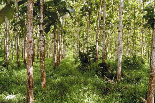 Bild: CO2 Speicher Wald bindet mehr CO2 als bislang angenommen