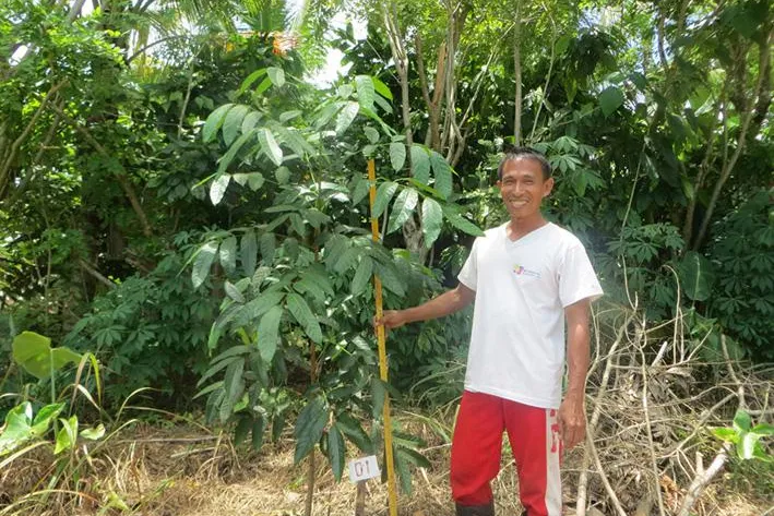 Bild: Ich kauf mir einen Baum – auf den Philippinen