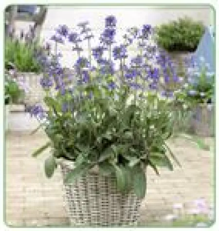 Salvia nana 'Curling Waves' Bild: Salvia nana 'Curling Waves'