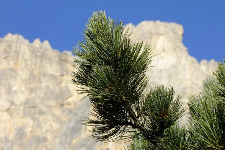 Bild: Zirbenholz: Waldgeruch als Schlafhilfe?