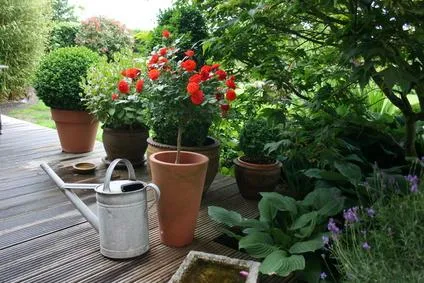 Überwinterung im Gewächshaus oder Wintergarten Bild: Überwinterung im Gewächshaus oder Wintergarten