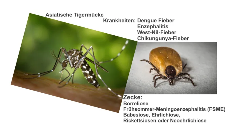 ZanderInventions’ Biozid ZZ-20 beseitigt zuverlässig Stechmücken, Zecken und andere schädigende Insekten Bild: ZanderInventions’ Biozid ZZ-20 beseitigt zuverlässig Stechmücken, Zecken und andere schädigende Insekten