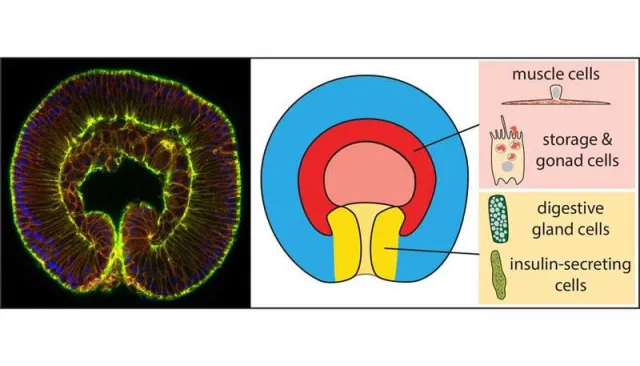Bild: Der evolutionäre Ursprung von Darm und Muskeln