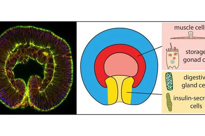 Der evolutionäre Ursprung von Darm und Muskeln Bild: Der evolutionäre Ursprung von Darm und Muskeln