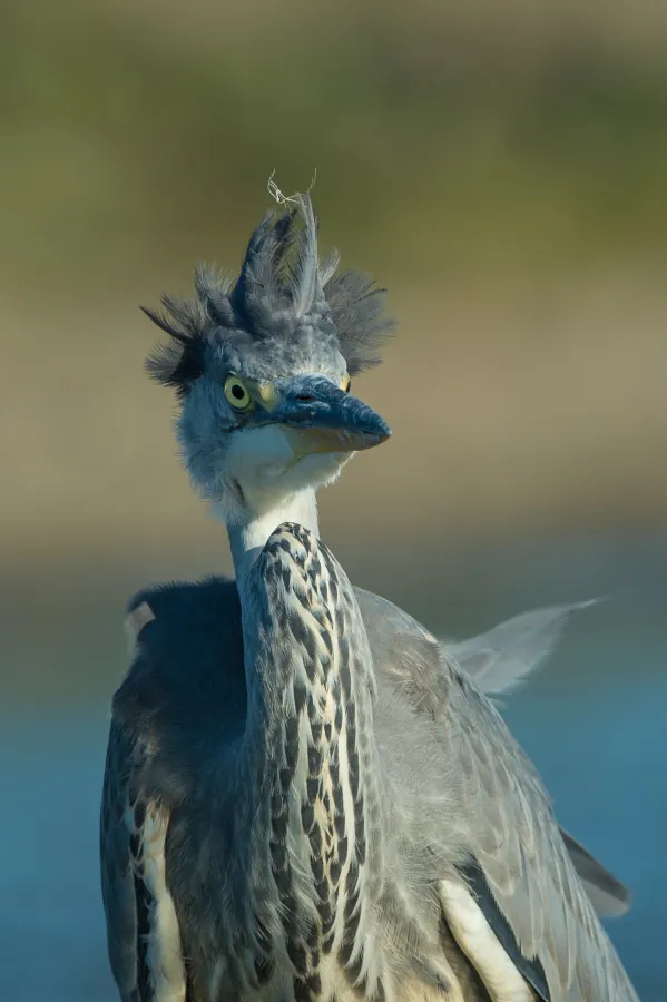 Erstaunter Graureiher (© Peter Hering)