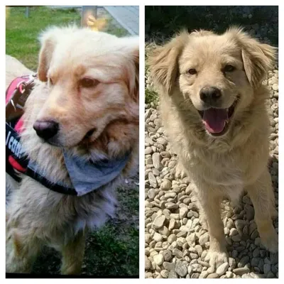 Golden Retriever entlaufen: Wer hat Thori gesehen? Bild: Golden Retriever entlaufen: Wer hat Thori gesehen?