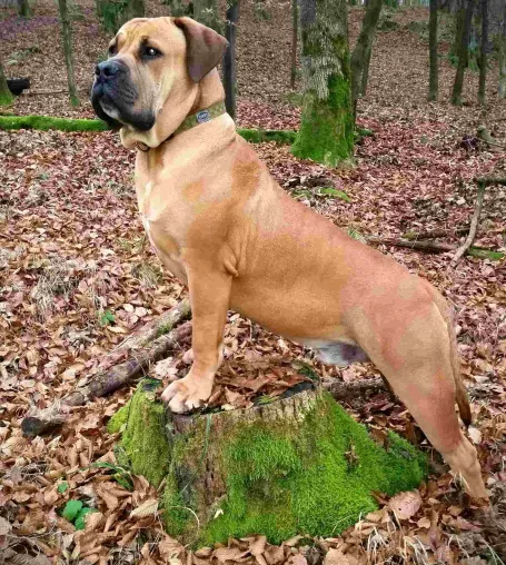 Bild: Boerboels im Herbst: gesunde Pflege für große Hunde in der kalten Jahreshälfte