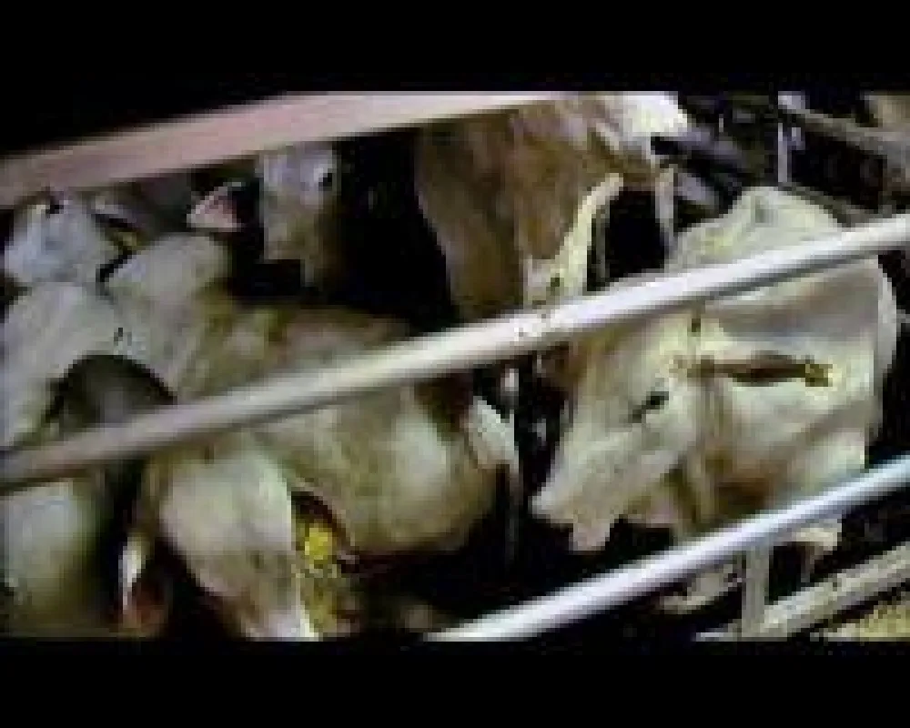 Tag für Tag werden Millionen Kühe, Schweine und andere Tiere über Tausende Kilomenter transportiert.