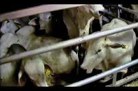 Bild: Verbot von Filmmaterial zu Tiertransporten auf der AATA