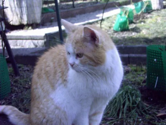 Bild: Tiergeschichten, Reime, Gedichte, Märchen, Sagen sowie der rote Kater „Grismo im Märchengarten“ online