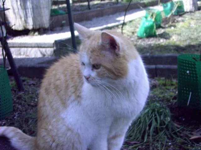 Tiergeschichten, Reime, Gedichte, Märchen, Sagen sowie der rote Kater „Grismo im Märchengarten“ online Bild: Tiergeschichten, Reime, Gedichte, Märchen, Sagen sowie der rote Kater „Grismo im Märchengarten“ online