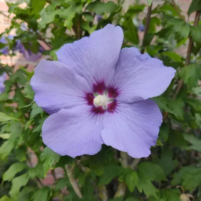 Bild: Piusbruderschaft contra Kirche