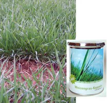 Weizengras - gesundes Grün? Ernährungsstudie untersucht gesundheitliche Effekte von Weizengras Bild: Weizengras - gesundes Grün? Ernährungsstudie untersucht gesundheitliche Effekte von Weizengras
