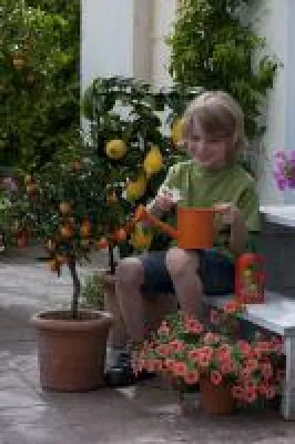 Bild: Zitronen, Oliven, Oleander zaubern den Süden auf Balkon und Terrasse