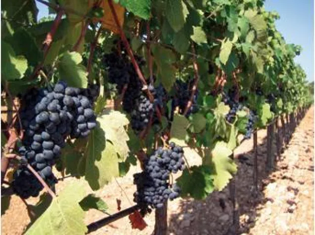 Bild: Wein Mallorca - Bodega Miquel Gelabert - Vom Koch zum Superwinzer