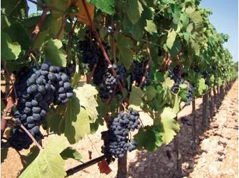 Bild: Wein Mallorca - Bodega Miquel Gelabert - Vom Koch zum Superwinzer
