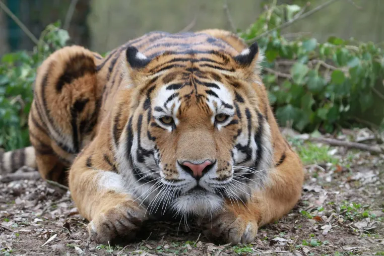Mit dem Rolli in den Zoo: Barrierefreie Herbstferien in Deutschland Bild: Mit dem Rolli in den Zoo: Barrierefreie Herbstferien in Deutschland
