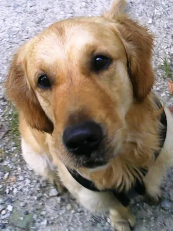 Physiotherapie und Akupunktur für Tiere Bild: Physiotherapie und Akupunktur für Tiere