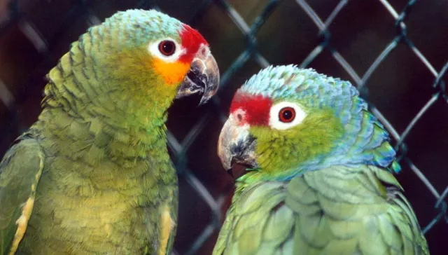 Bild: Wie gefährlich ist Vogelgrippe für Papageien und andere Ziervögel?