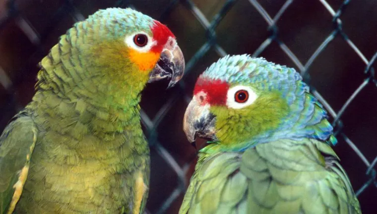 Bild: Wie gefährlich ist Vogelgrippe für Papageien und andere Ziervögel?