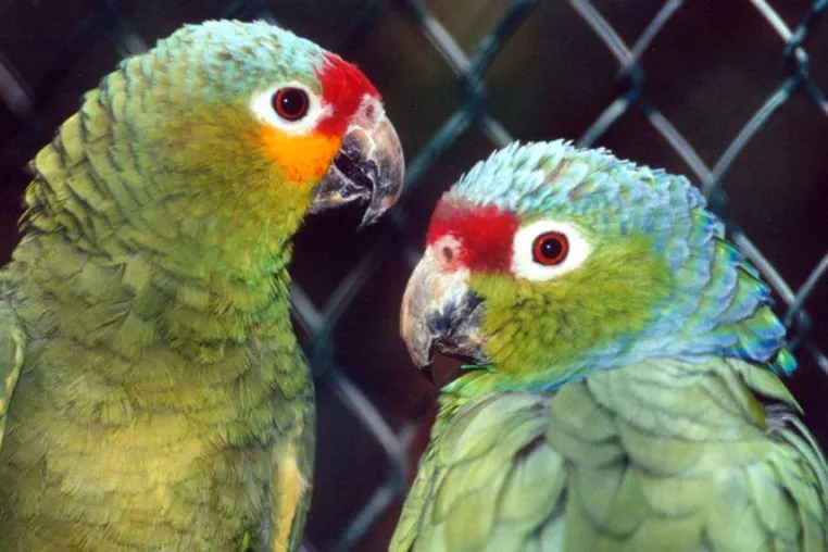 Wie gefährlich ist Vogelgrippe für Papageien und andere Ziervögel? Bild: Wie gefährlich ist Vogelgrippe für Papageien und andere Ziervögel?