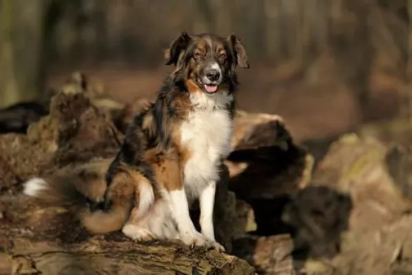 Bild: Mitglieder schreiben für Mitglieder: Hundefotografie im Wald