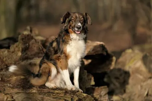 Bild: Mitglieder schreiben für Mitglieder: Hundefotografie im Wald